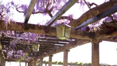 Vintage fener çiçek açan wisteria, Karadağ.