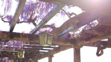 Vintage fener çiçek açan wisteria, Karadağ.