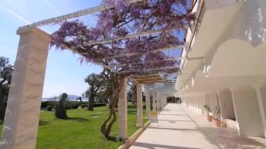 Çiçekli ağaç wisteria Karadağ, Adriyatik ve inat