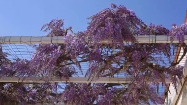 Çiçekli ağaç wisteria Karadağ, Adriyatik ve inat