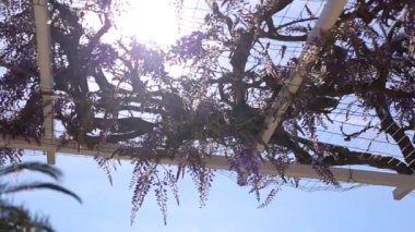 Çiçekli ağaç wisteria Karadağ, Adriyatik ve inat