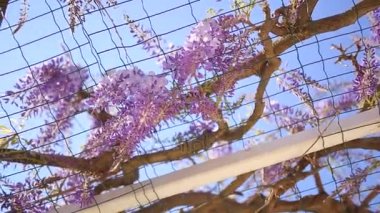 Çiçekli ağaç wisteria Karadağ, Adriyatik ve inat