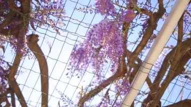 Çiçekli ağaç wisteria Karadağ, Adriyatik ve inat