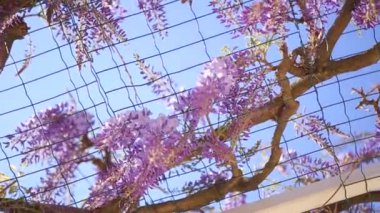 Çiçekli ağaç wisteria Karadağ, Adriyatik ve inat