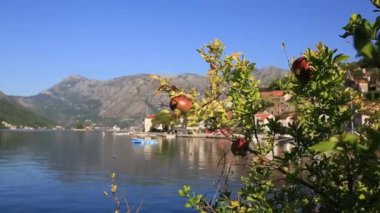 Kırmızı olgun nar ağacı üzerinde. Montenegr nar ağaçları