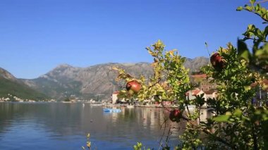 Kırmızı olgun nar ağacı üzerinde. Montenegr nar ağaçları