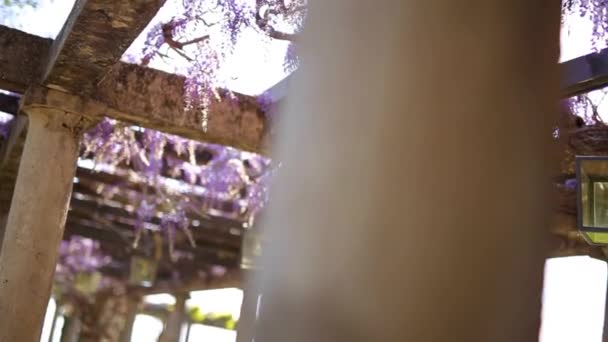 Винтажный переулок в цветущей вистерии, Монтенегро . — стоковое видео