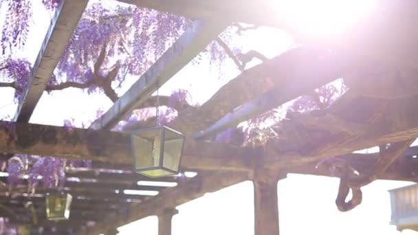 Vintage Lantern in blooming wisteria, Montenegro. — Stock Video