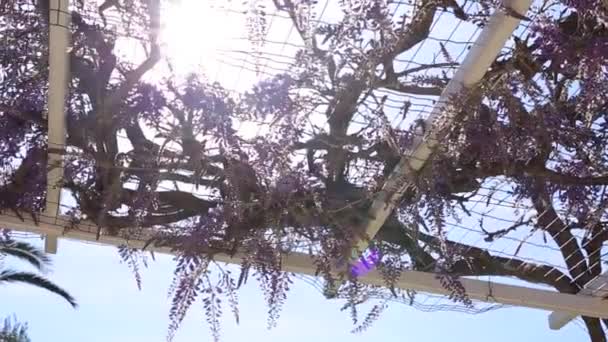 Ανθίζοντας δέντρο wisteria στο Μαυροβούνιο, στην Αδριατική και το αποφεύγουν να προβούν — Αρχείο Βίντεο