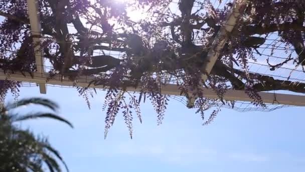 Virágzó fa wisteria Montenegróban, az Adriai-tenger és a Balk — Stock videók
