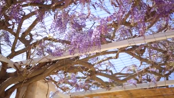 Ανθίζοντας δέντρο wisteria στο Μαυροβούνιο, στην Αδριατική και το αποφεύγουν να προβούν — Αρχείο Βίντεο