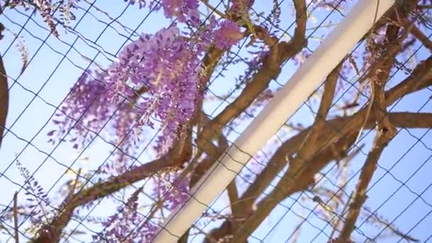 Wisteria de árboles con flores en Montenegro, el Adriático y el Balk — Vídeos de Stock