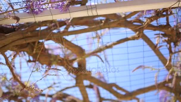 在黑山、 亚得里亚海和田埂开花树紫藤 — 图库视频影像