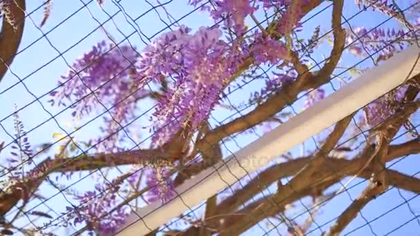 Flowering tree wisteria in Montenegro, the Adriatic and the Balk — Stock Video