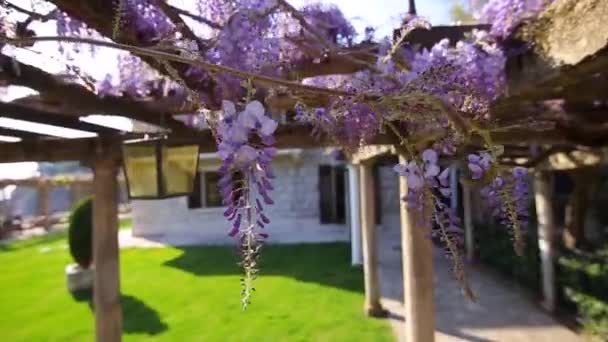 Kwitnące drzewo wisteria w Czarnogórze, Adriatyku i kłody — Wideo stockowe