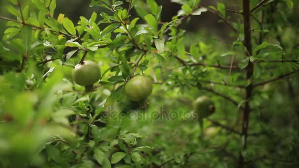 El fruto de granada de tamaño mediano en el árbol verde en Monteneg — Vídeos de Stock