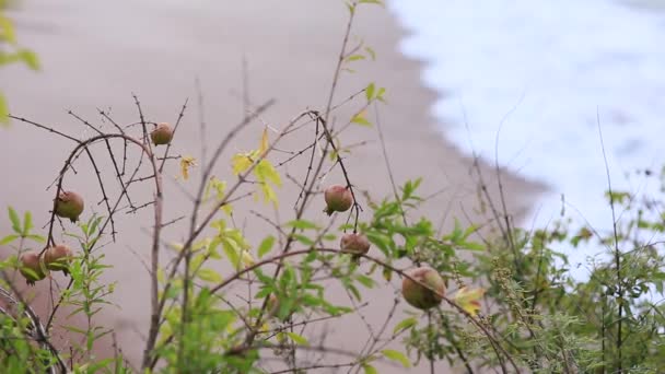 Rode rijpe granaatappel op de boom. Granaatappel bomen in Montenegro — Stockvideo