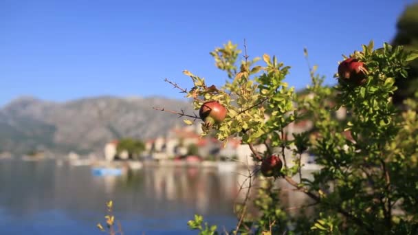 Červené zralé granátové jablko na stromě. Granátovníky v Montenegro — Stock video