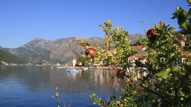 Granada roja madura en el árbol. Granados en Montenegr — Vídeos de Stock