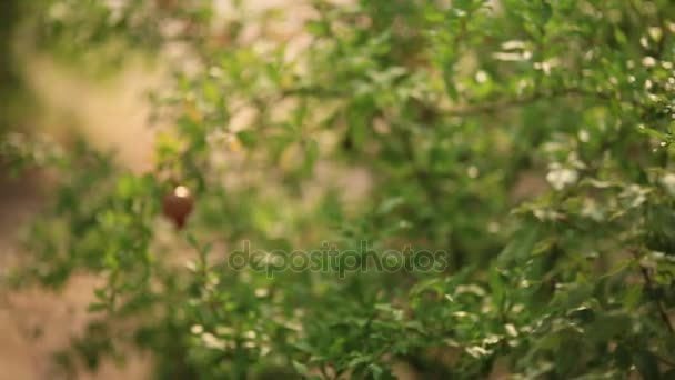 Röd mogen granatäpple på trädet. Granatäpple träd i Montenegro — Stockvideo