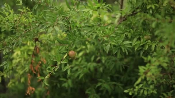 The medium-sized pomegranate fruit on the tree green in Monteneg — Stock Video