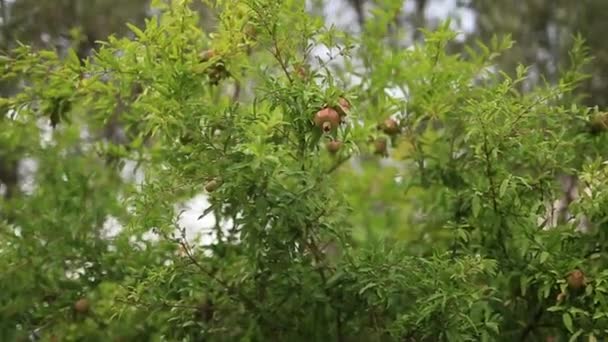 Buah delima berukuran sedang pada pohon hijau di Montenegro — Stok Video