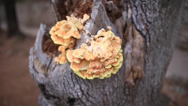 Champignon jaune sur l'arbre. Laetiporus sulphureus 