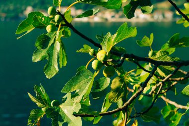 Olgunlaşmış incir, yeşil meyve. İncir ağaçları