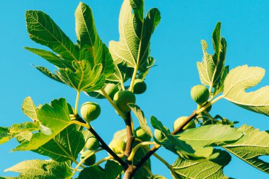Olgunlaşmış incir, yeşil meyve. İncir ağaçları