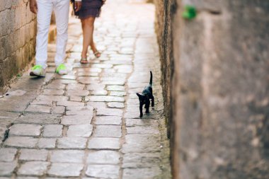 Dubrovnik'in tarihi şehir Budva, Kotor, Kedilerde. Hırvatistan ve Pzt