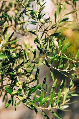 Meyve ile zeytin dalı. Zeytin bahçeleri ve bahçeleri Karadağ