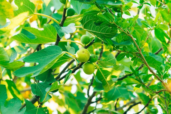Figos maduros, fruta verde. Figo árvores — Fotografia de Stock