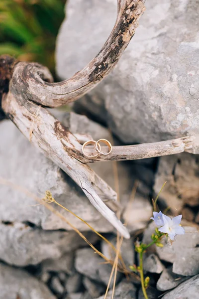 Anillos de boda en una corteza de árbol — Foto de Stock