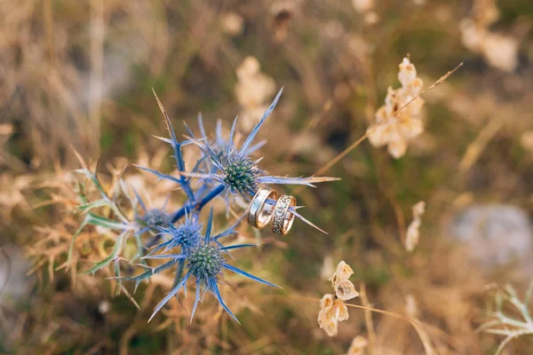 Snubní prsteny na sea holly květy — Stock fotografie