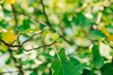 Olgunlaşmış incir, yeşil meyve. İncir ağaçları