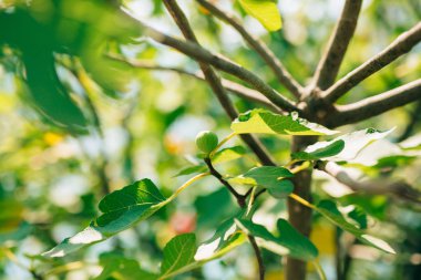 Olgunlaşmış incir, yeşil meyve. İncir ağaçları