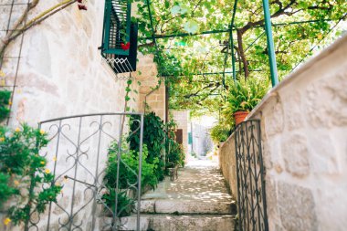 Dubrovnik'in tarihi şehir Budva, Kotor, Kedilerde. Hırvatistan ve Pzt