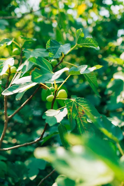 緑、完熟のイチジク フルーツ。イチジクの木 — ストック写真