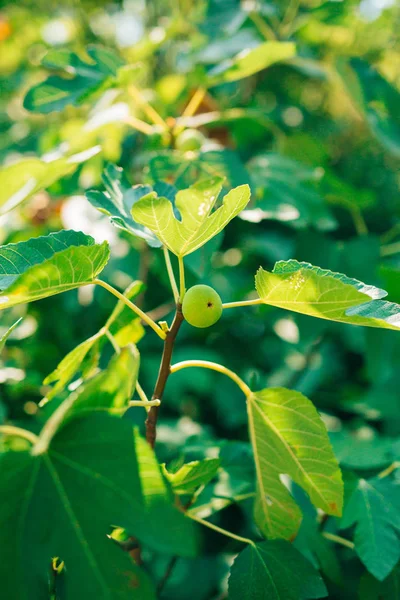 緑、完熟のイチジク フルーツ。イチジクの木 — ストック写真