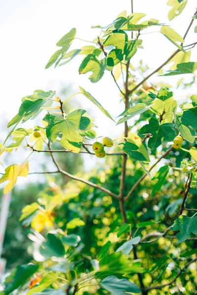 Olgunlaşmış incir, yeşil meyve. İncir ağaçları — Stok fotoğraf