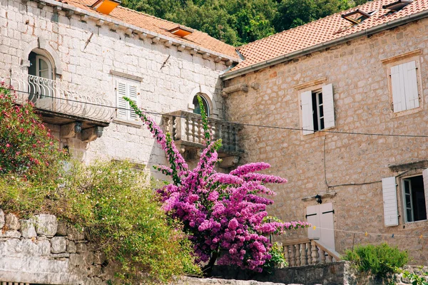 Alberi di bouganville fiorite in Montenegro, nei Balcani, nell'Ad — Foto Stock