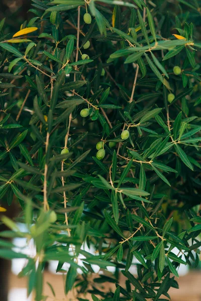 Olivovou ratolestí s ovocem. Olivové háje a zahrady v Černé hoře — Stock fotografie