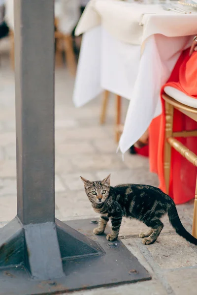 Gattino affamato in strada ristorante richieste di cibo — Foto Stock