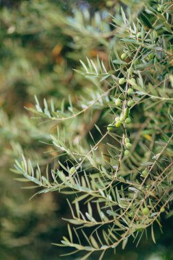 Meyve ile zeytin dalı. Zeytin bahçeleri ve bahçeleri Karadağ