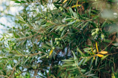 Meyve ile zeytin dalı. Zeytin bahçeleri ve bahçeleri Karadağ