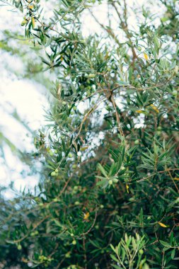 Meyve ile zeytin dalı. Zeytin bahçeleri ve bahçeleri Karadağ