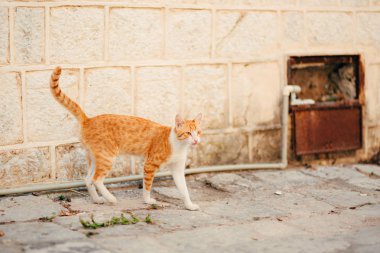 Dubrovnik'in tarihi şehir Budva, Kotor, Kedilerde. Hırvatistan ve Pzt