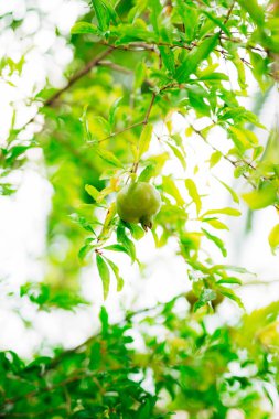 Orta ölçekli nar meyve Monteneg yeşil ağaç üzerinde
