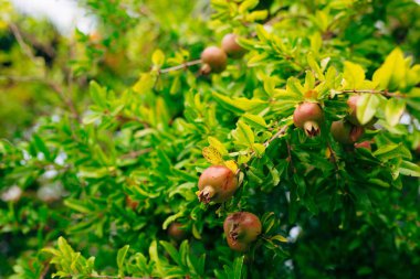 Kırmızı olgun nar ağacı üzerinde. Montenegr nar ağaçları