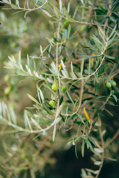 Olive branch with fruits. Olive groves and gardens in Montenegro